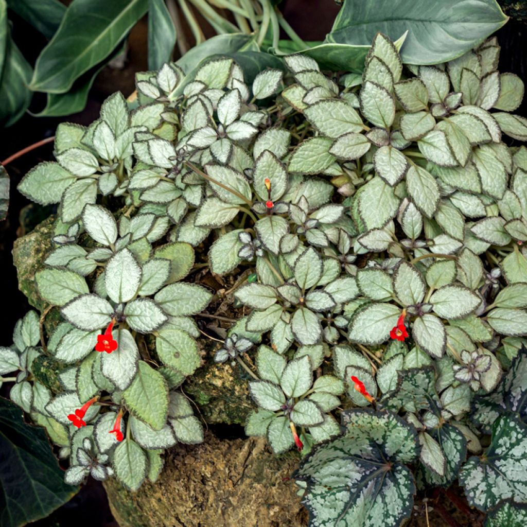 Episcia Silver Shield - Vlamviolet