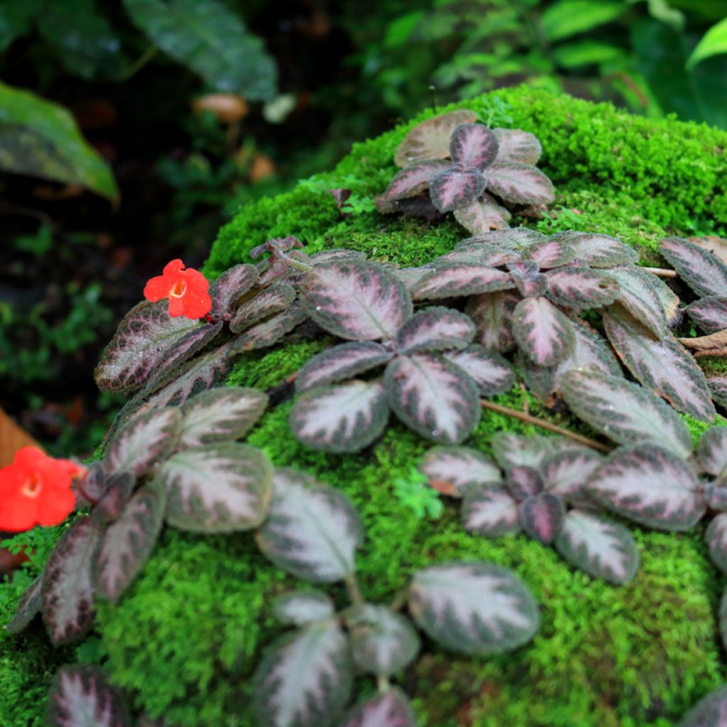 Episcia Silver Shield - Vlamviolet