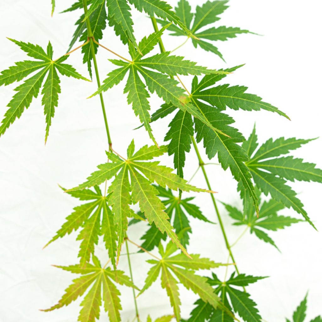 Acer palmatum Cascade Emerald - Japanse esdoorn