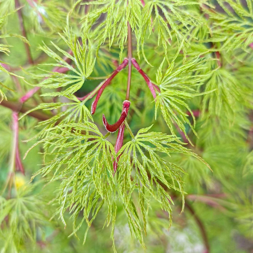 Acer palmatum Emerald Lace - Japanse esdoorn