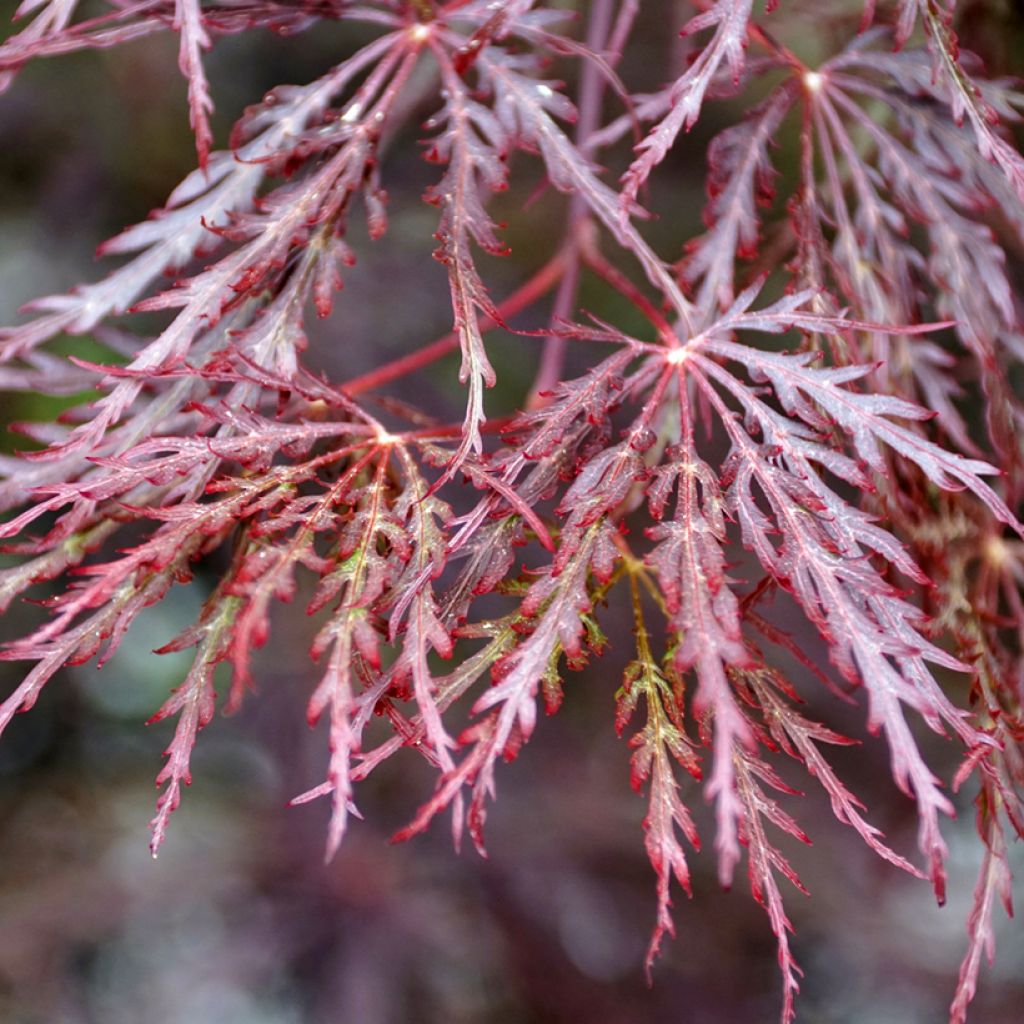 Acer palmatum Inaba-Shidare - Japanse esdoorn