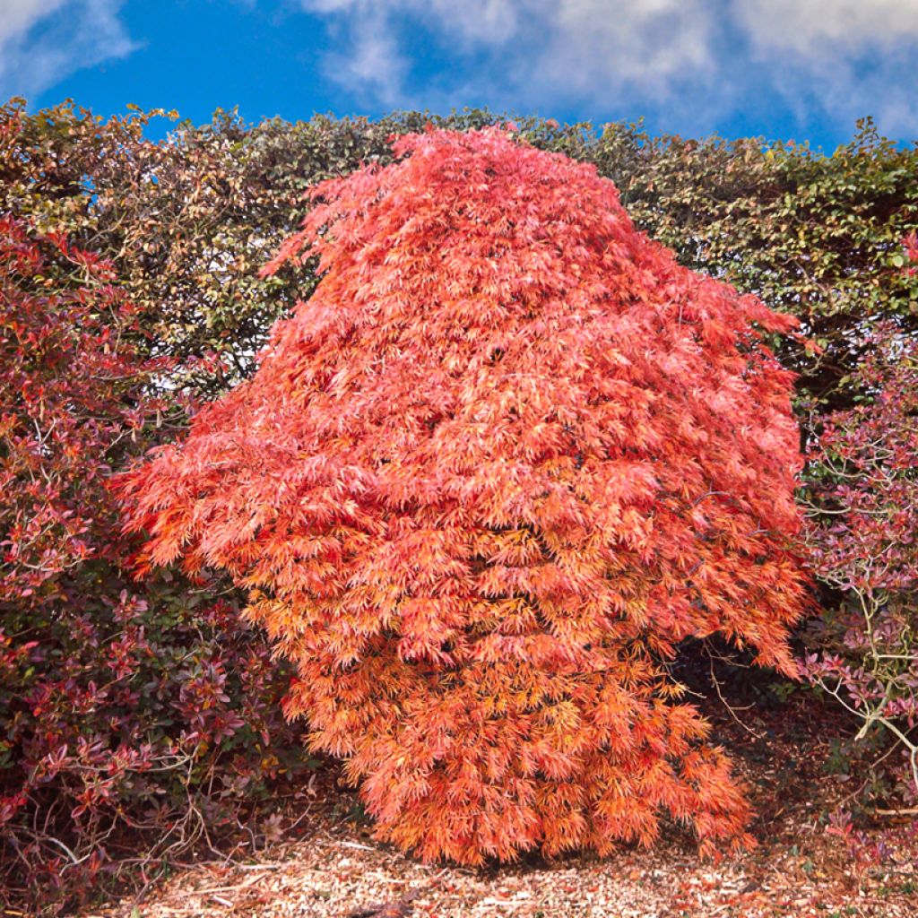 Acer palmatum Dissectum Ornatum - Japanse esdoorn