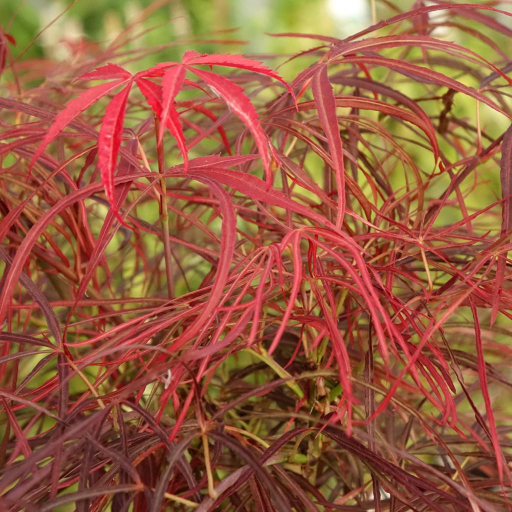 Acer palmatum Red Pygmy - Japanse esdoorn