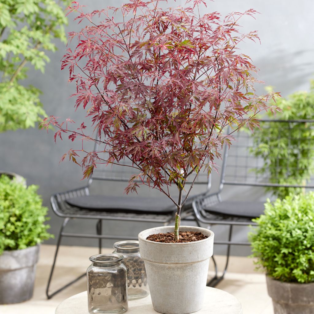 Acer palmatum Royal Garnet - Japanse esdoorn