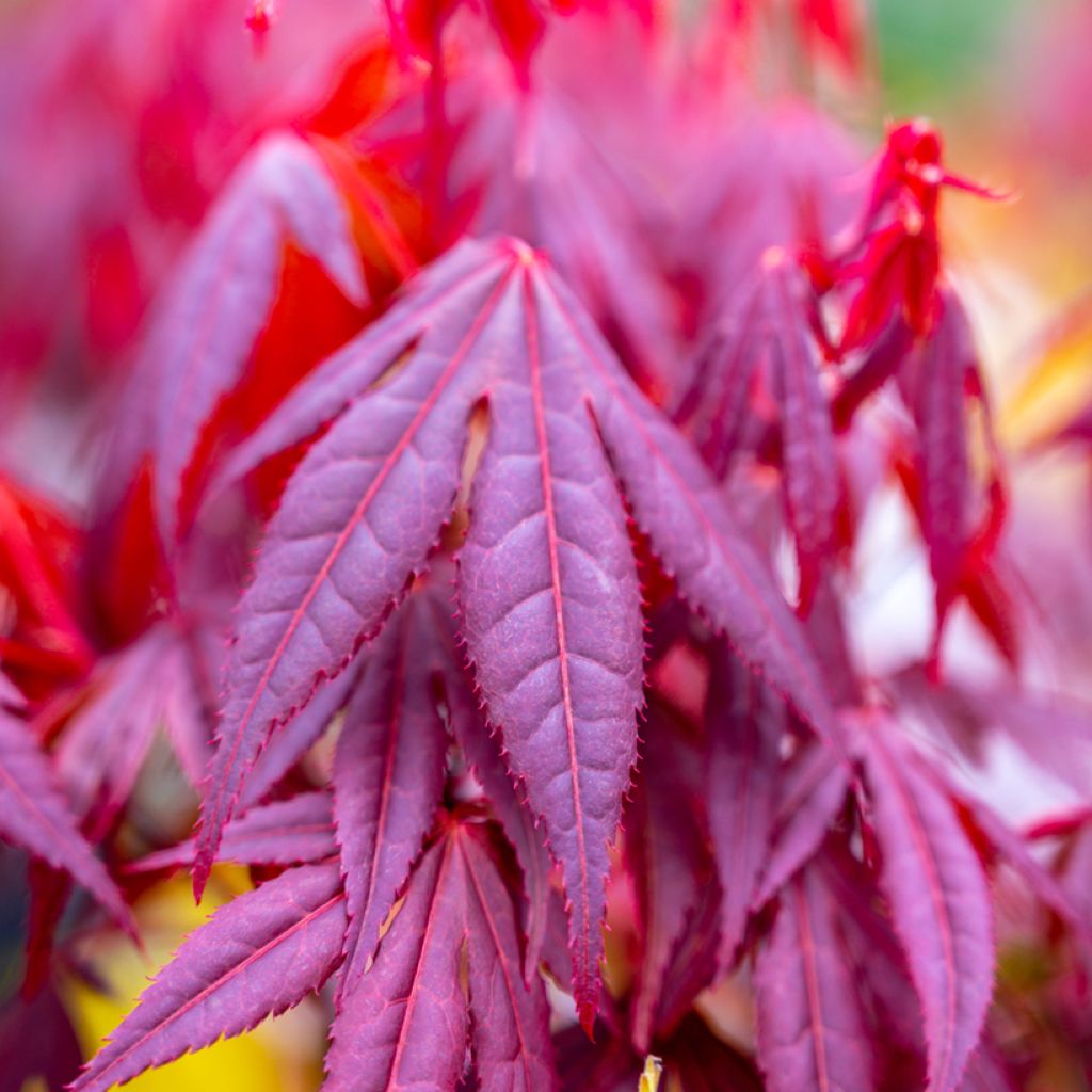 Acer palmatum Shaina - Japanse esdoorn