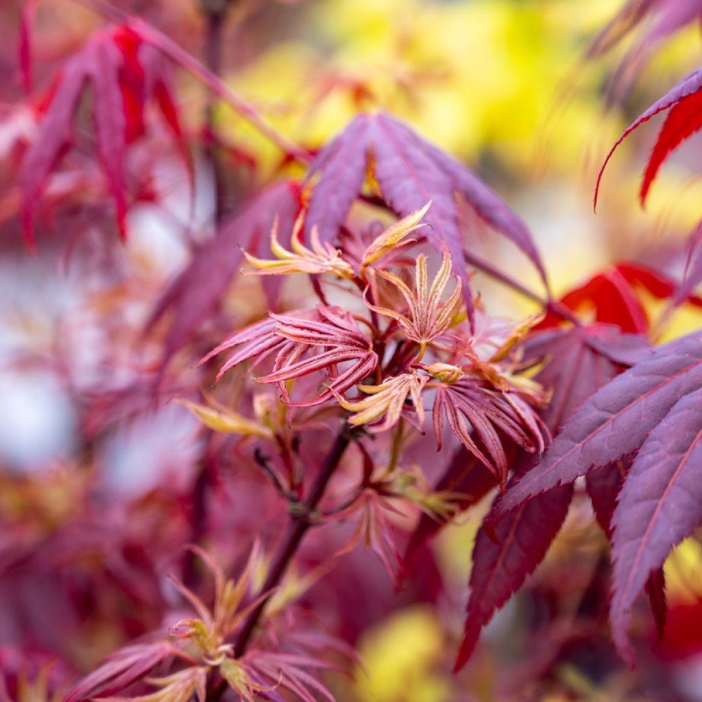 Acer palmatum Shaina - Japanse esdoorn
