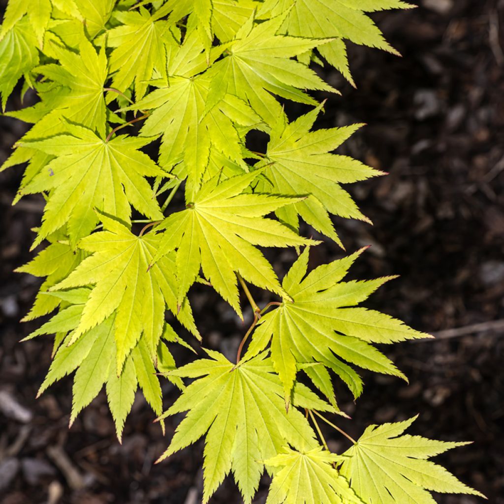 Acer shirasawanum Jordan - Japanse esdoorn