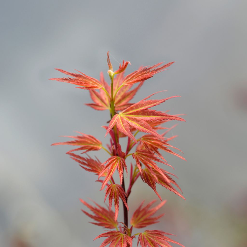Acer palmatum Wilsons Pink Dwarf - Japanse esdoorn