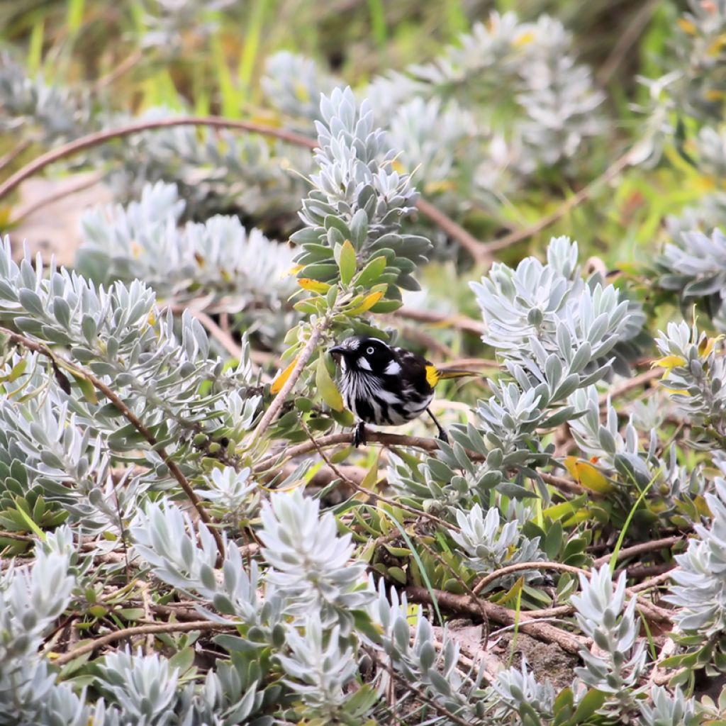 Eremophila glabra Kalbarri Carpet - Emustruik