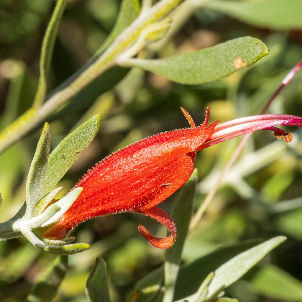 Eremophila glabra Rood - Emustruik