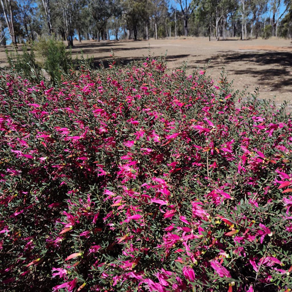 Eremophila maculata - Emustruik