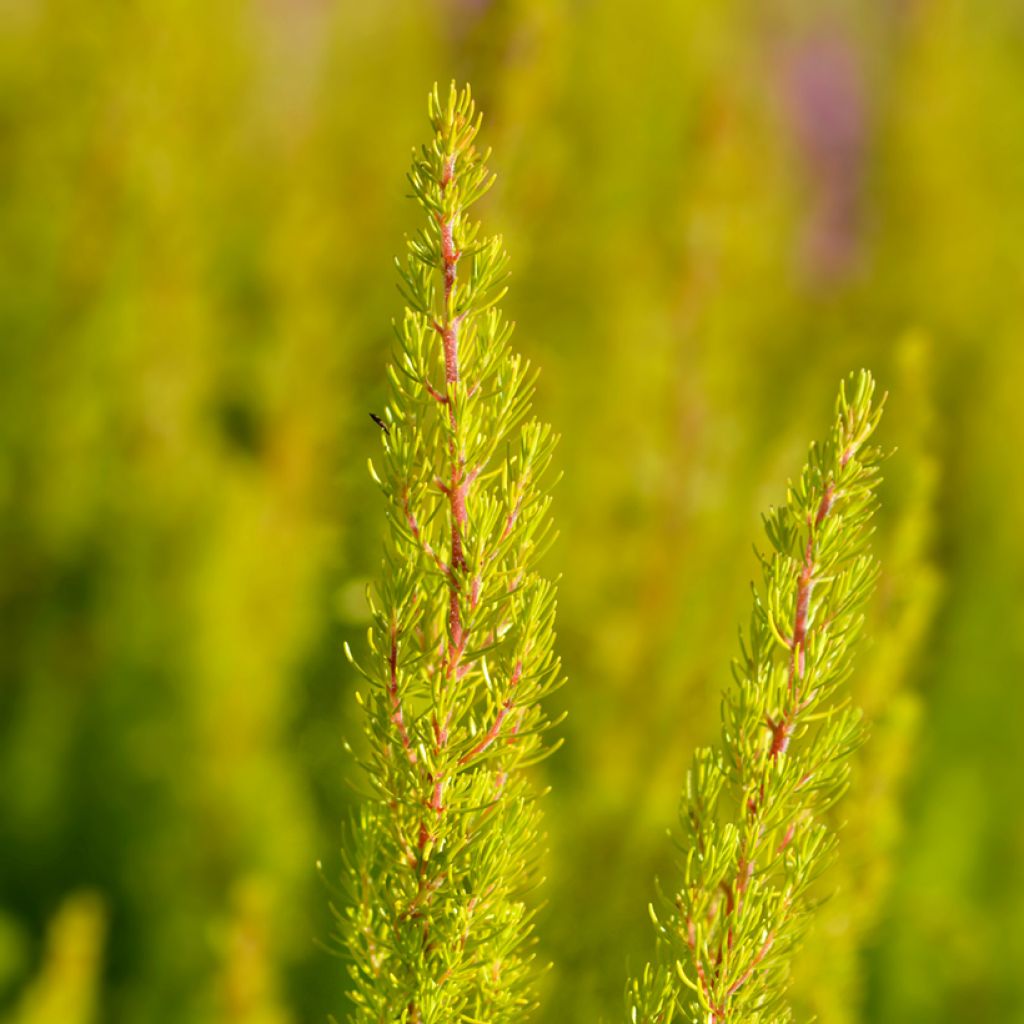 Erica arborea Alberts Gold - Boomheide