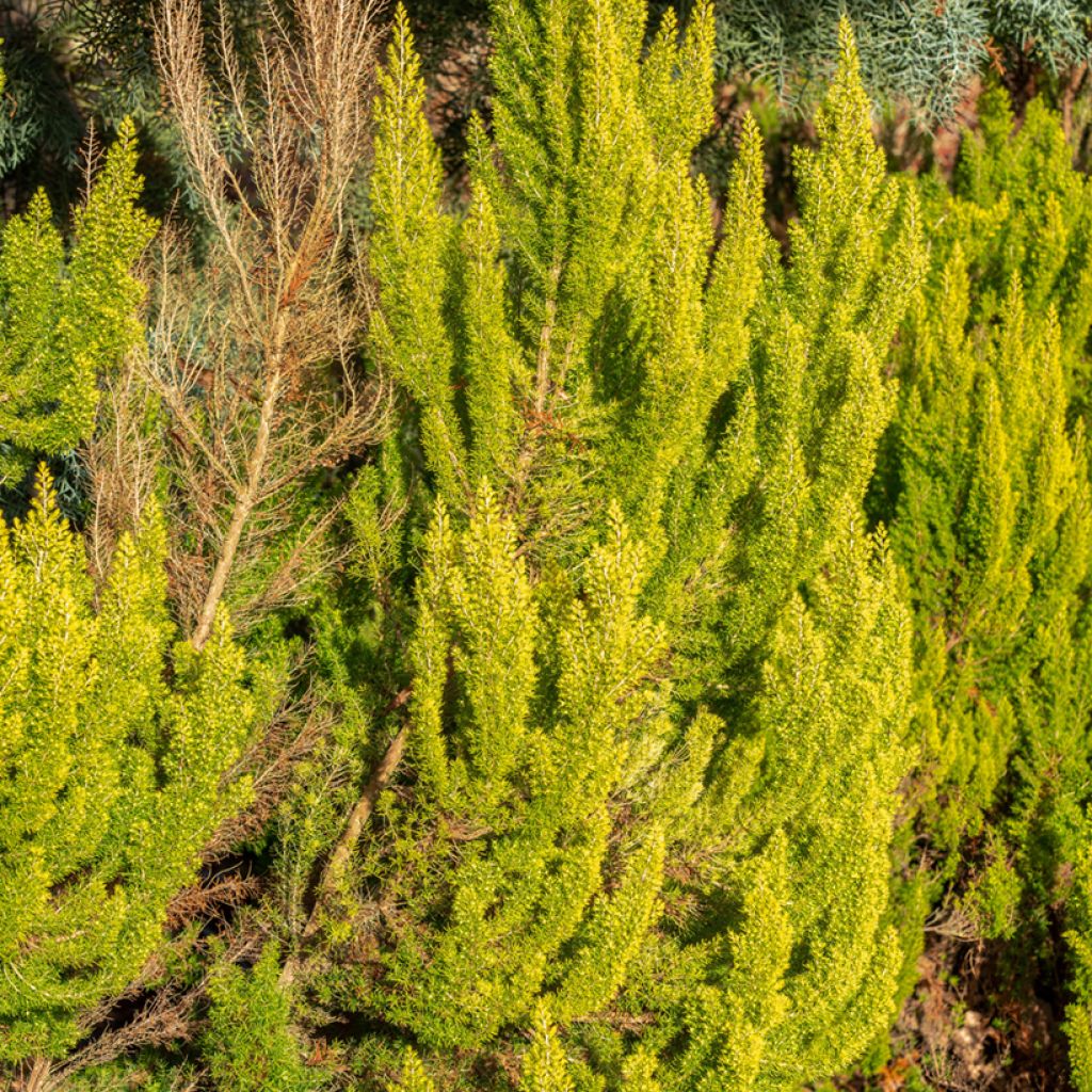Erica arborea Alberts Gold - Boomheide