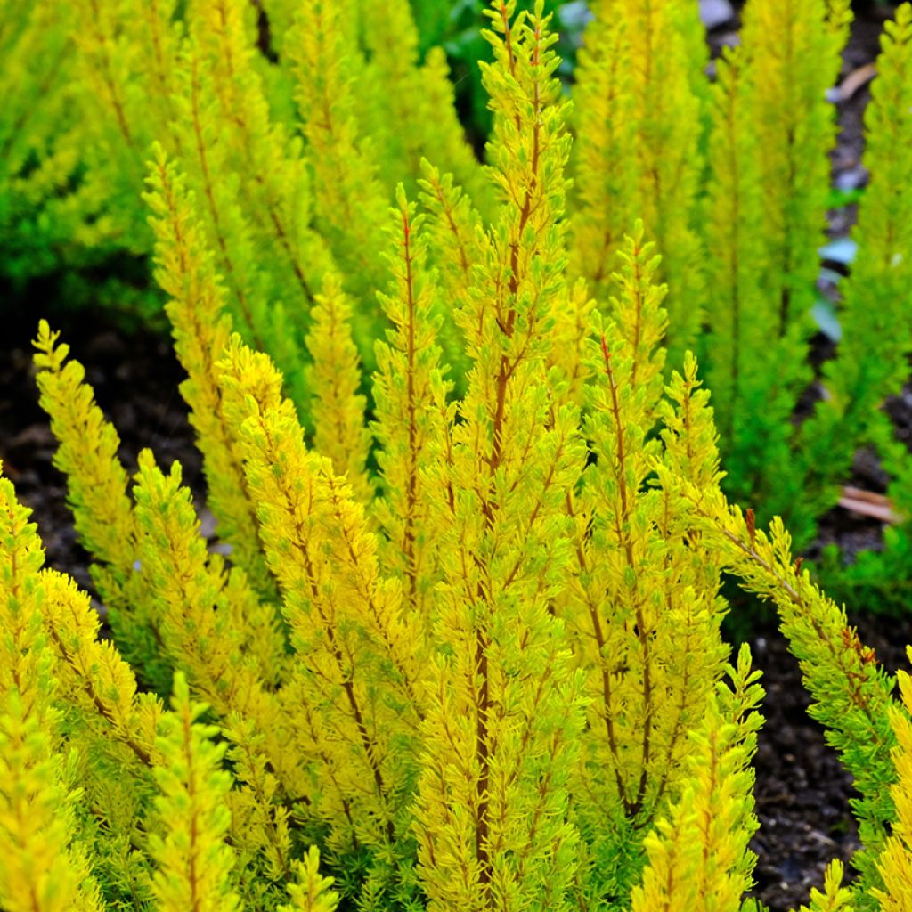 Erica arborea Alberts Gold - Boomheide
