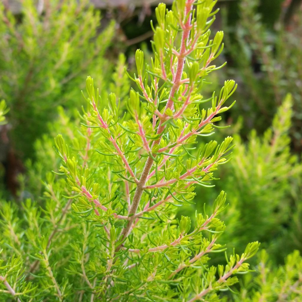 Erica arborea Estrella Gold - Boomheide