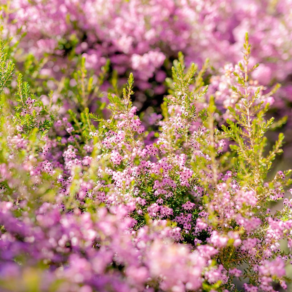 Erica canaliculata - Boomheide