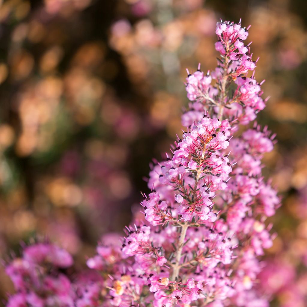 Erica canaliculata - Boomheide