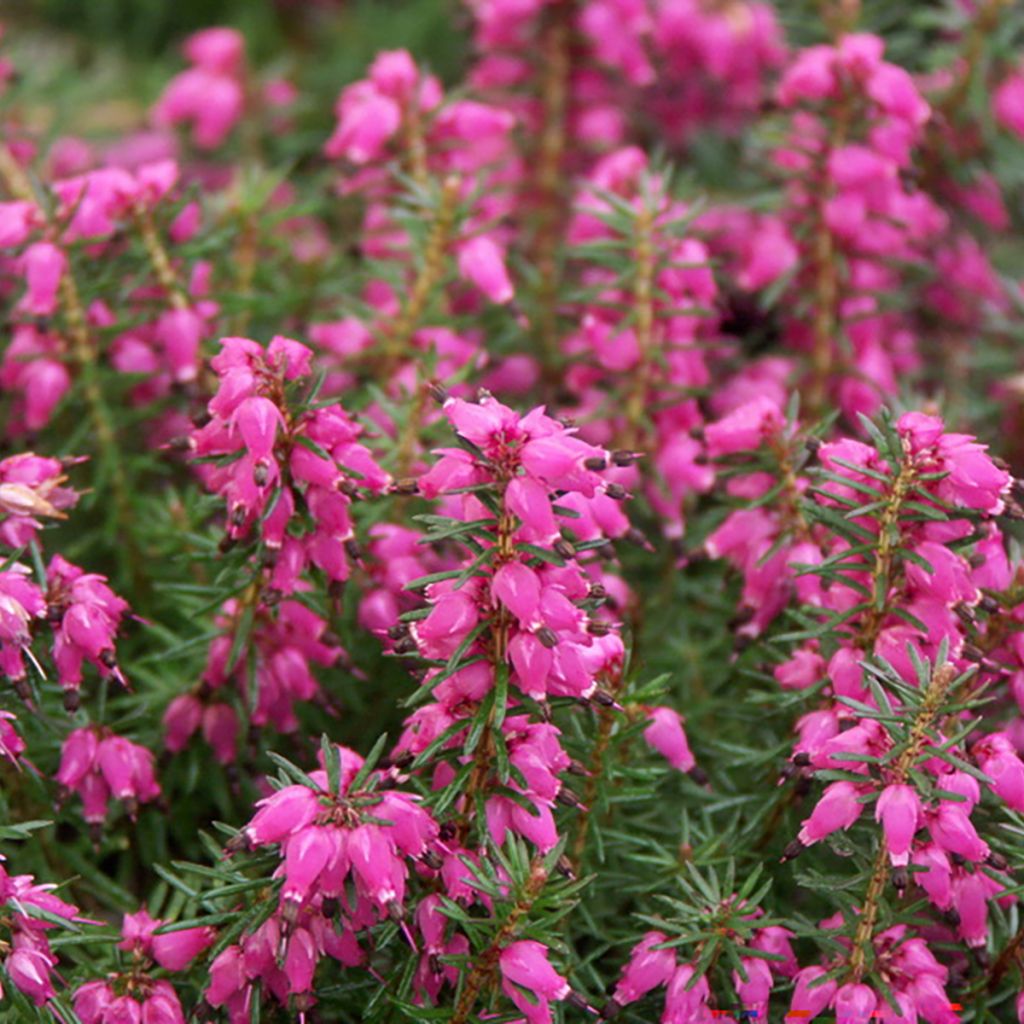 Erica carnea Eva - Winterheide