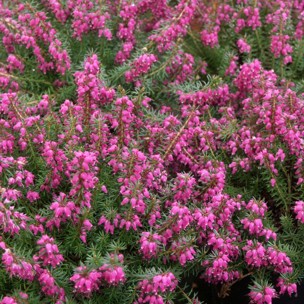 Erica carnea Eva - Winterheide