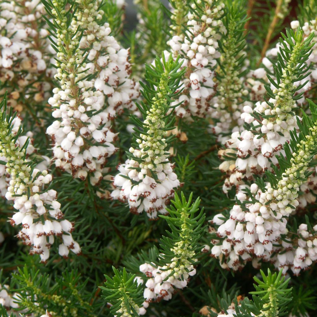 Erica vagans White Rocket - Zwerfheide