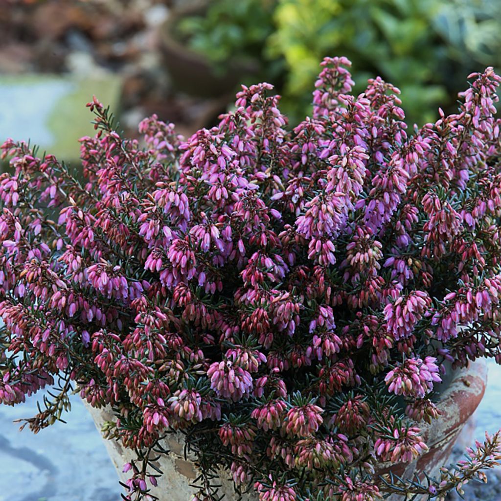 Erica carnea Wintersonne - Winterheide