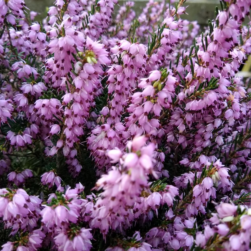 Erica darleyensis Darley Dale - Winterheide