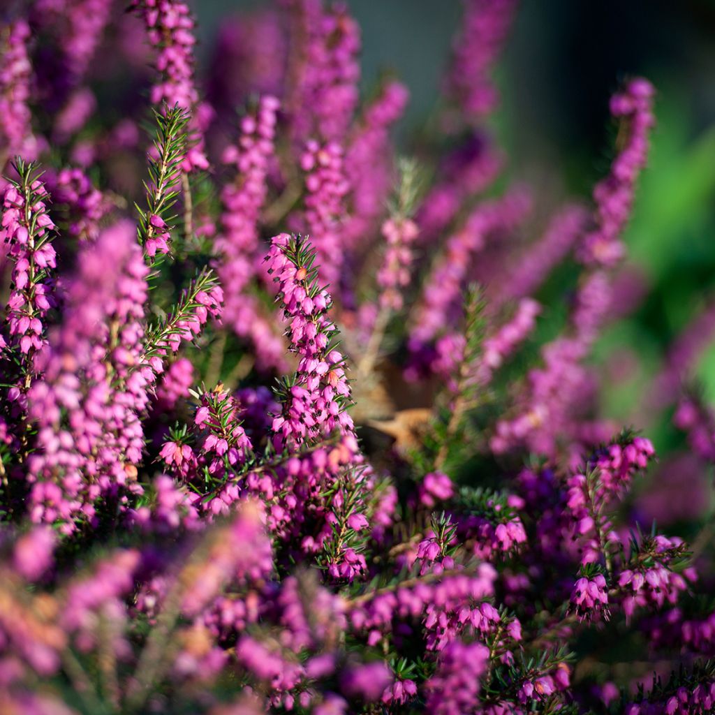 Erica darleyensis Darley Dale - Winterheide