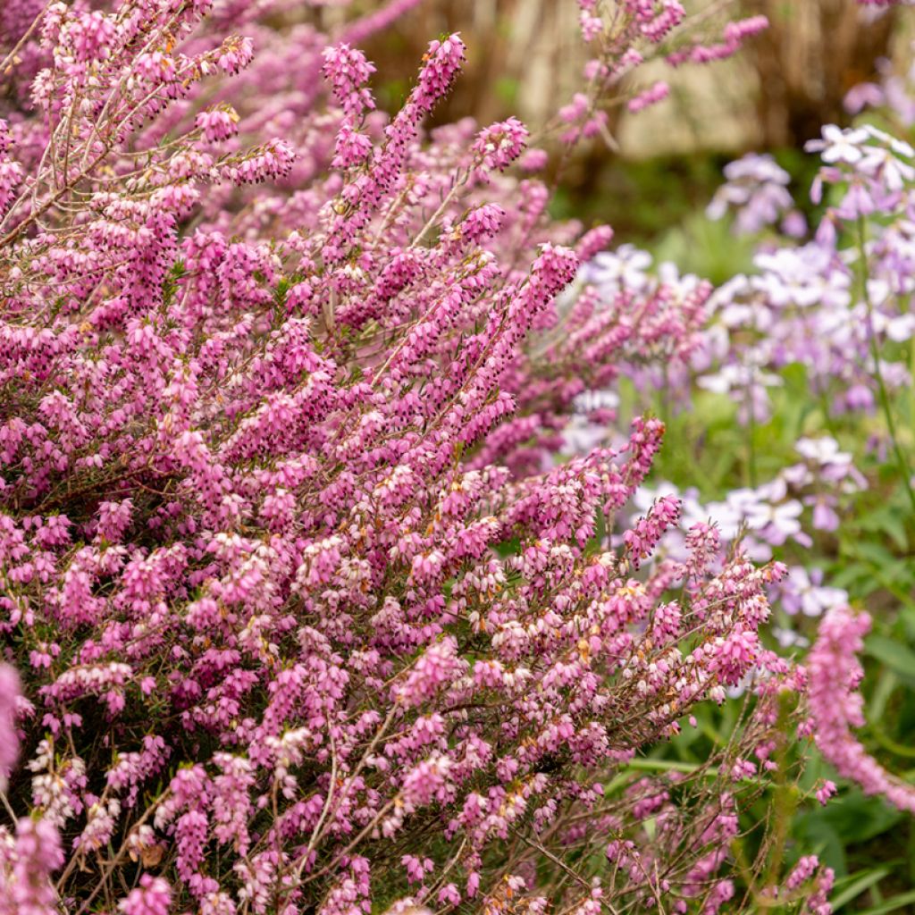 Erica darleyensis Darley Dale - Winterheide