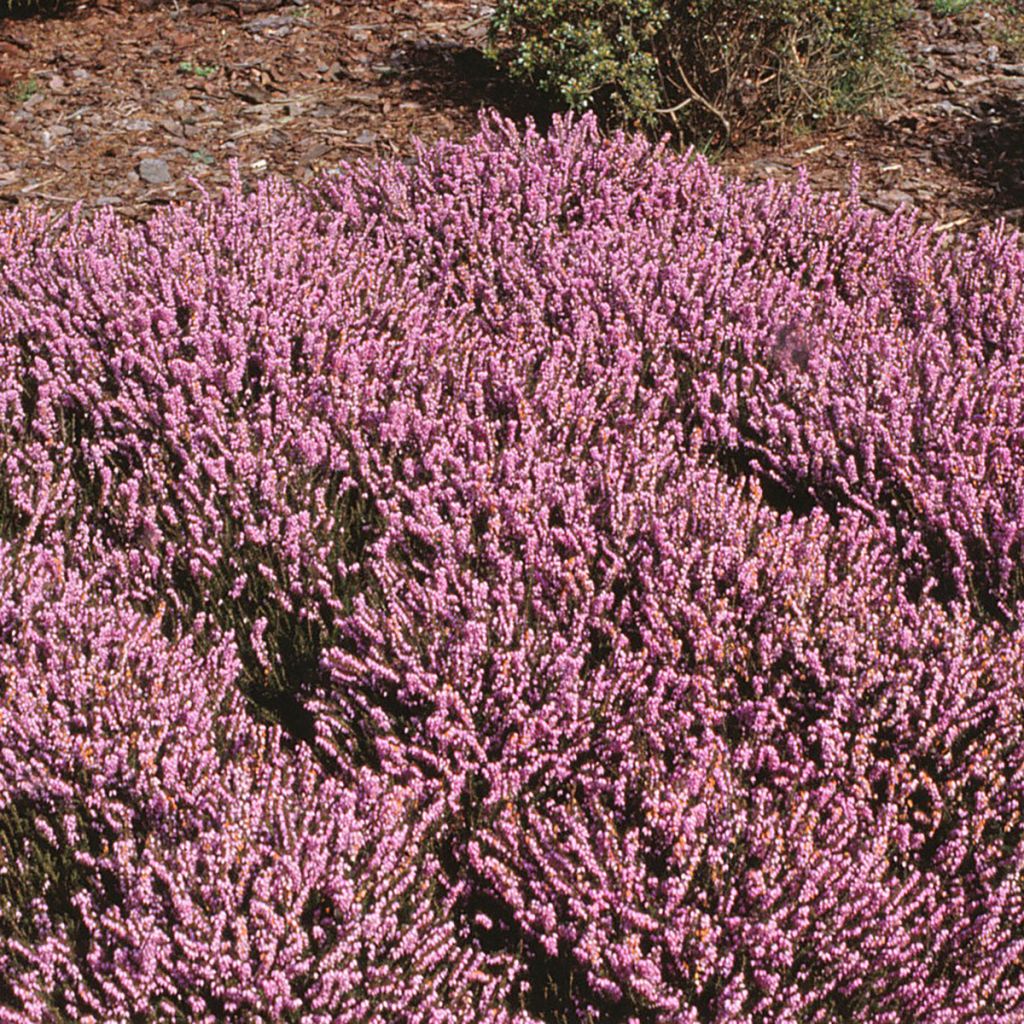 Erica darleyensis J.W. Porter - Winterheide