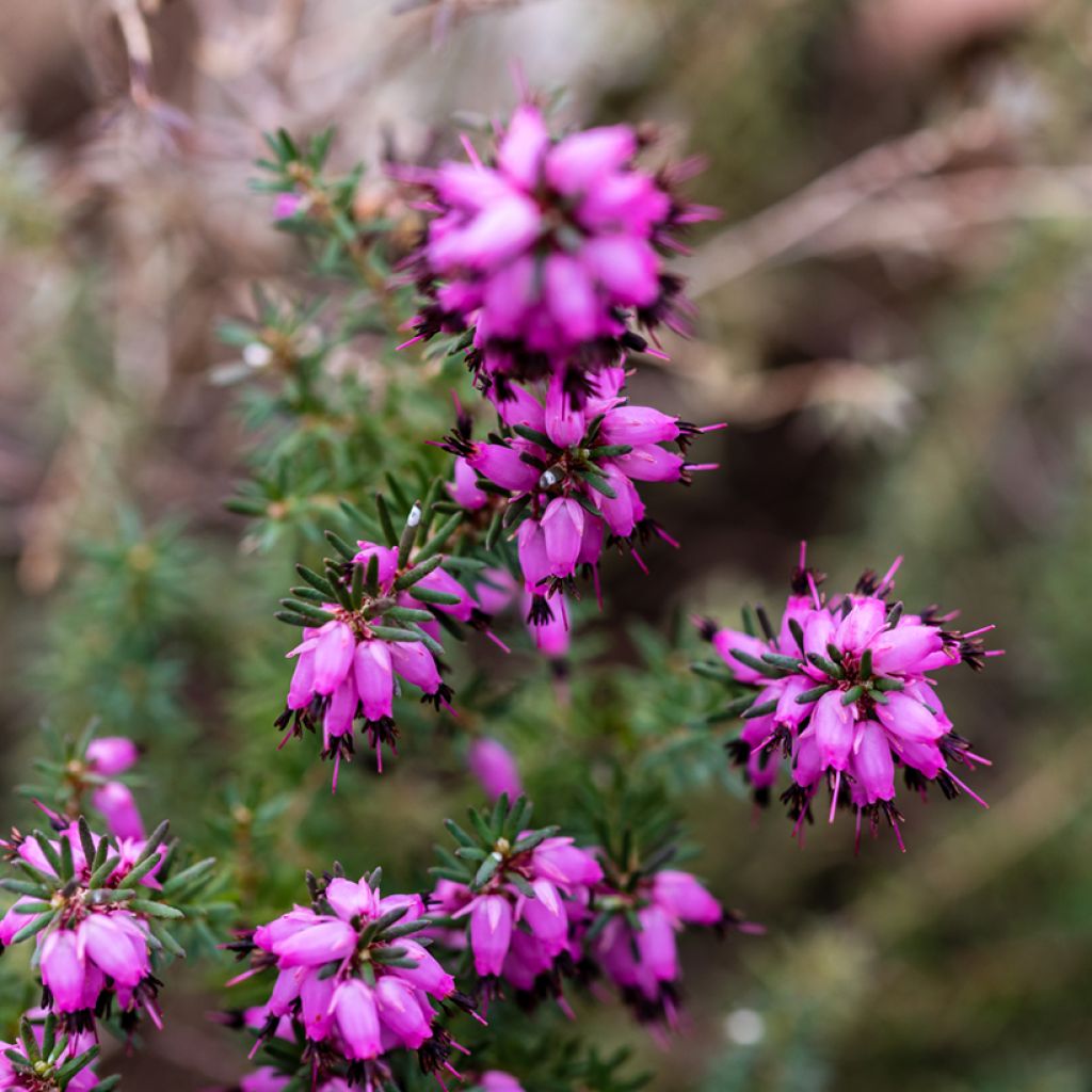 Erica darleyensis J.W. Porter - Winterheide