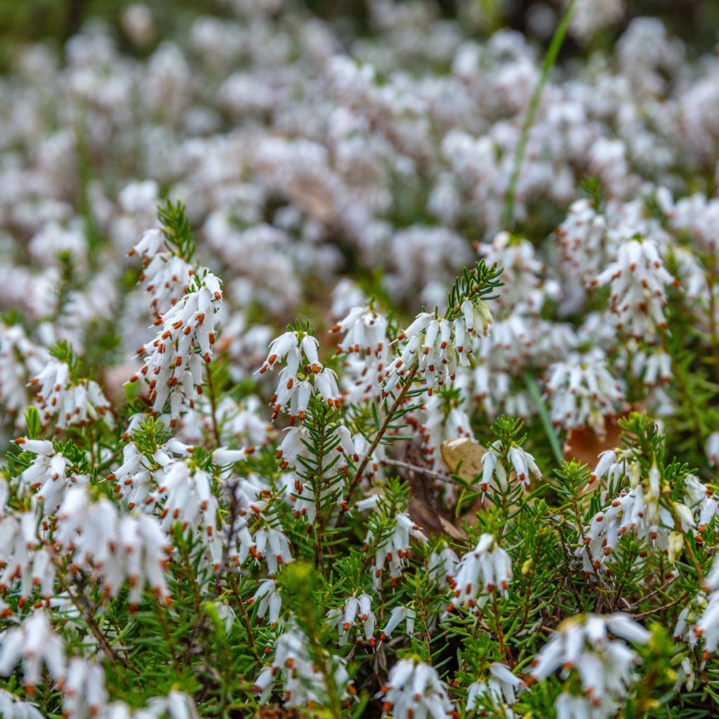 Erica darleyensis White Perfection - Winterheide wit