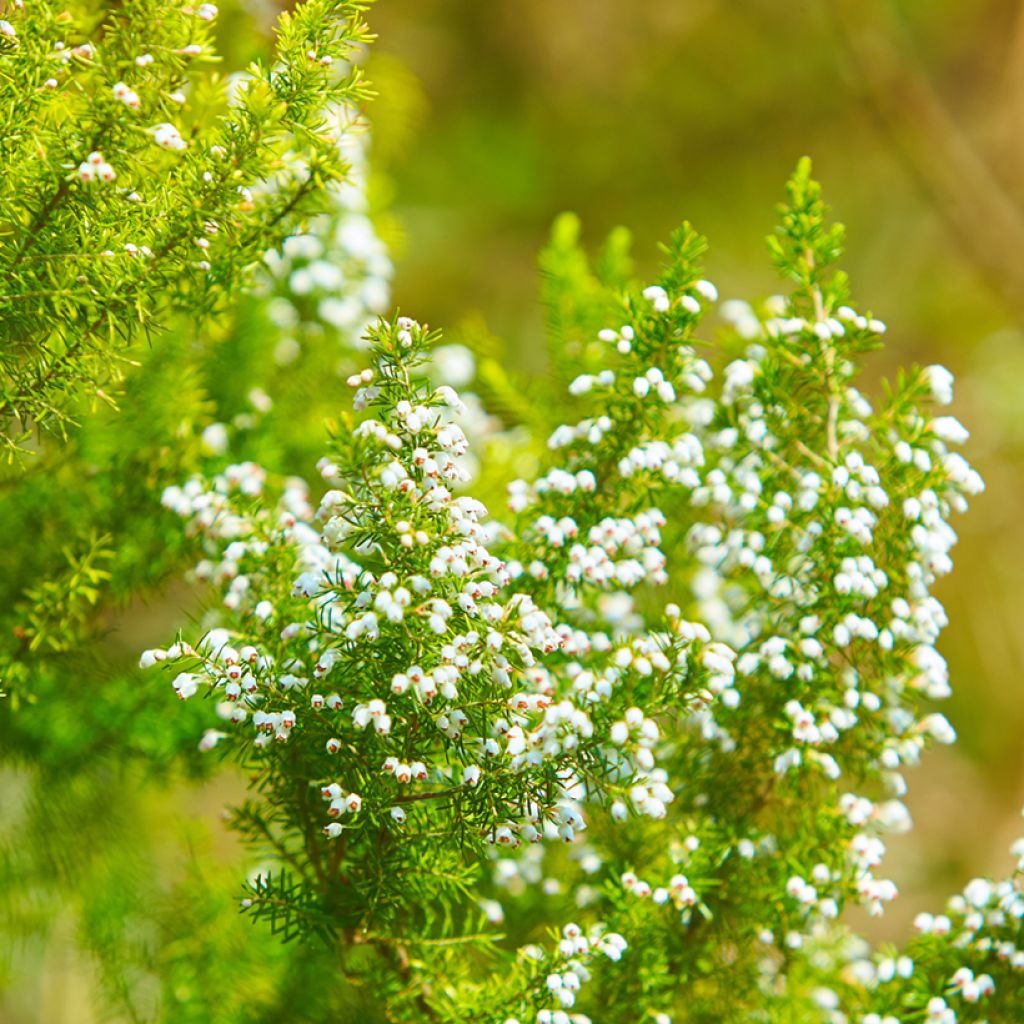 Erica darleyensis White Perfection - Winterheide wit