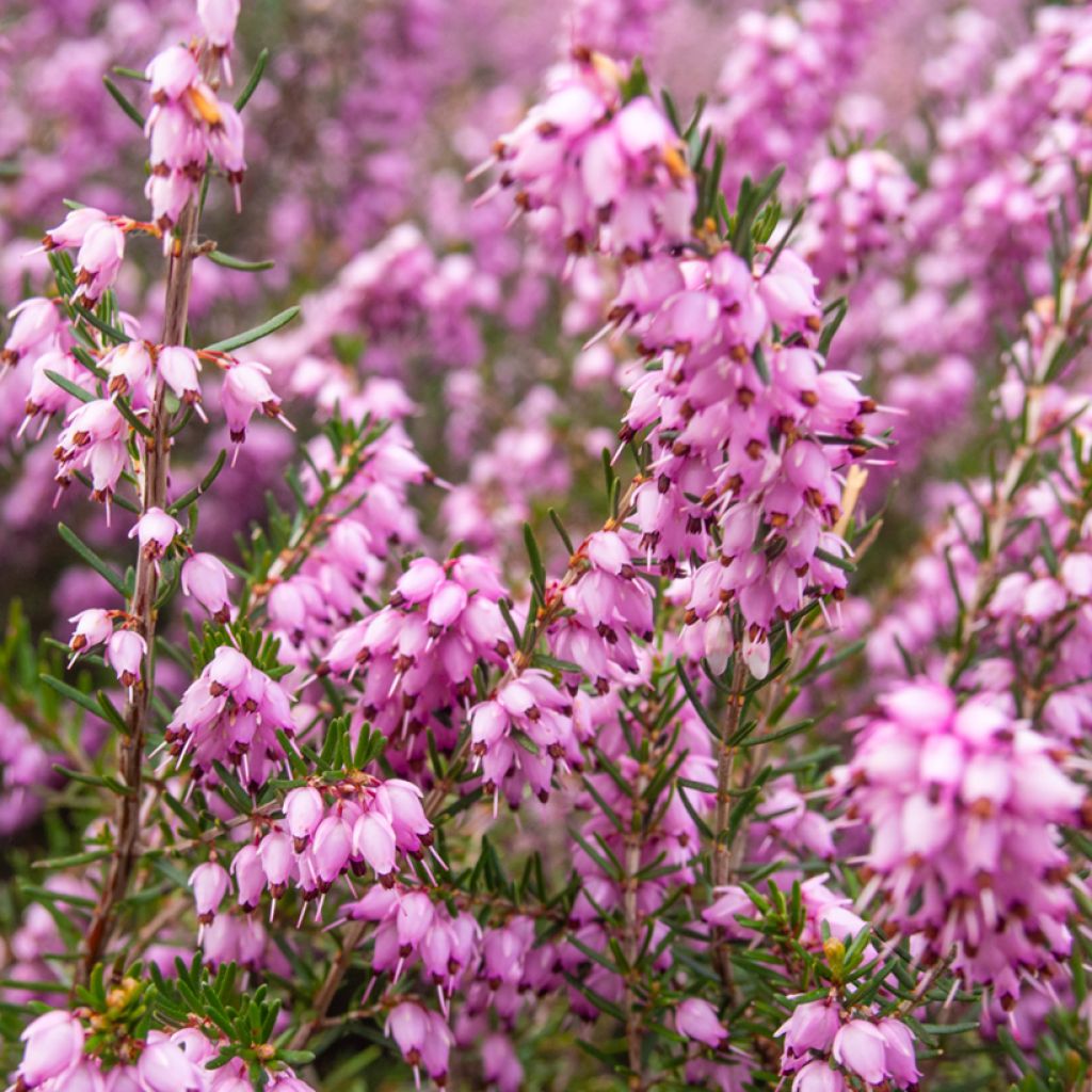 Erica terminalis - Corsicaanse heide