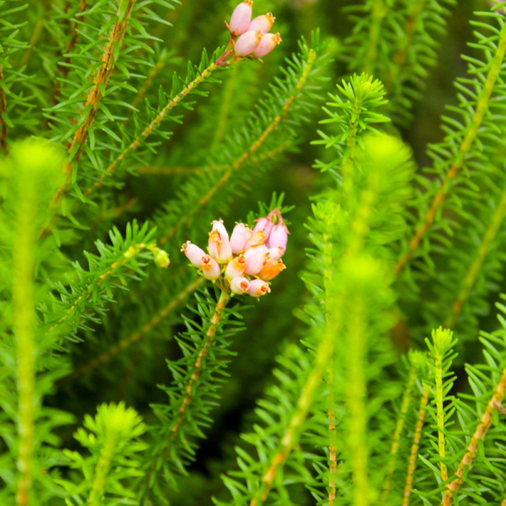 Erica terminalis - Corsicaanse heide