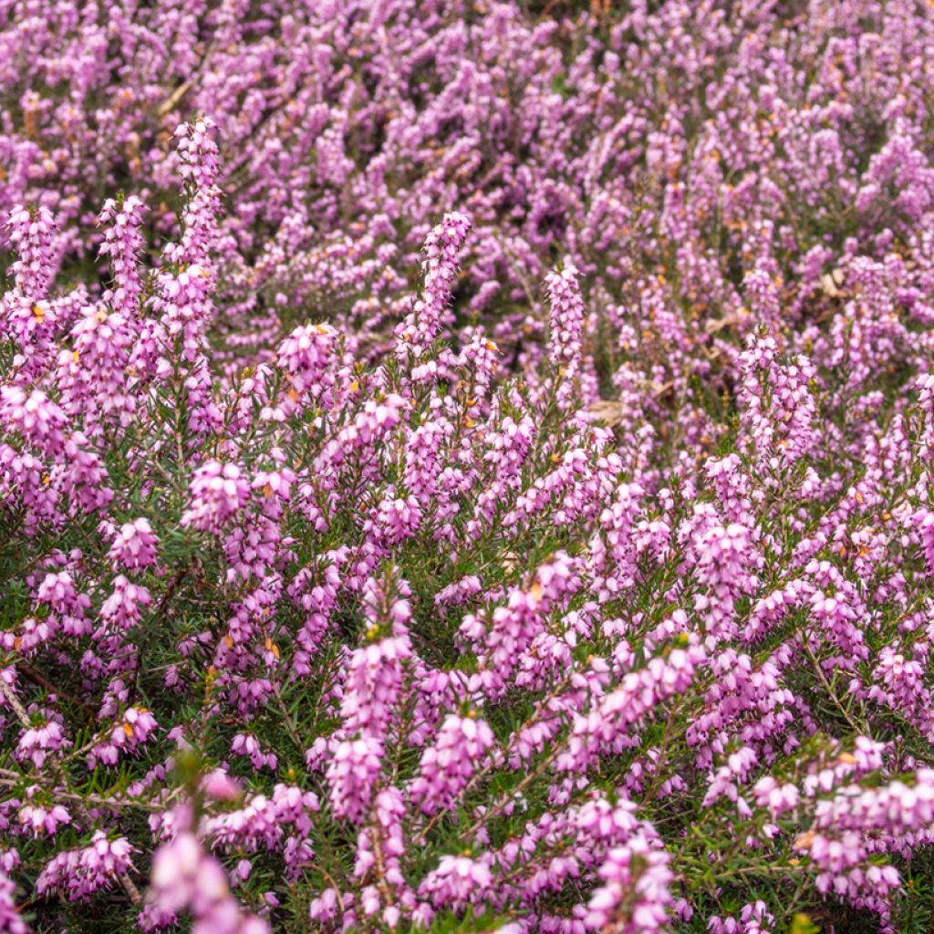 Erica terminalis - Corsicaanse heide