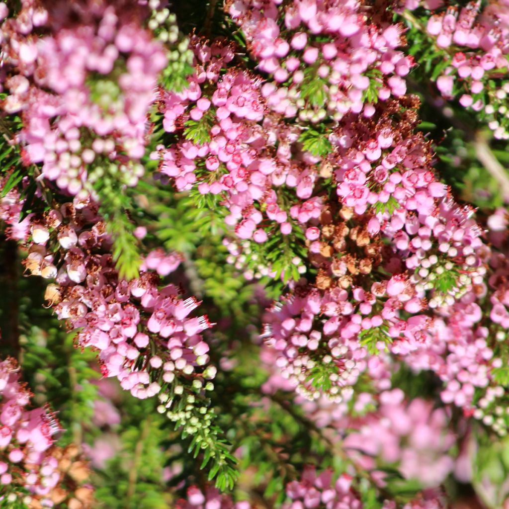 Erica vagans Diana Hornibrook - Zwerfheide
