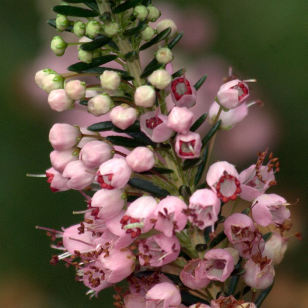 Erica vagans Diana Hornibrook - Zwerfheide