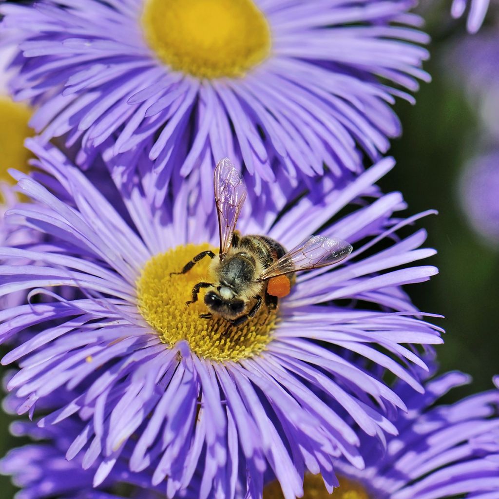 Erigeron speciosus Azure Beauty - Fijnstraal