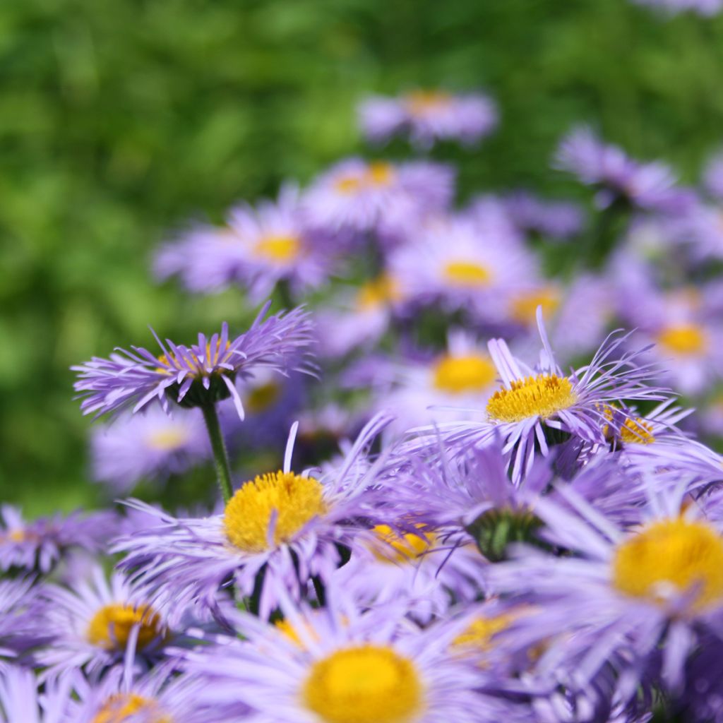 Erigeron speciosus Azure Beauty - Fijnstraal