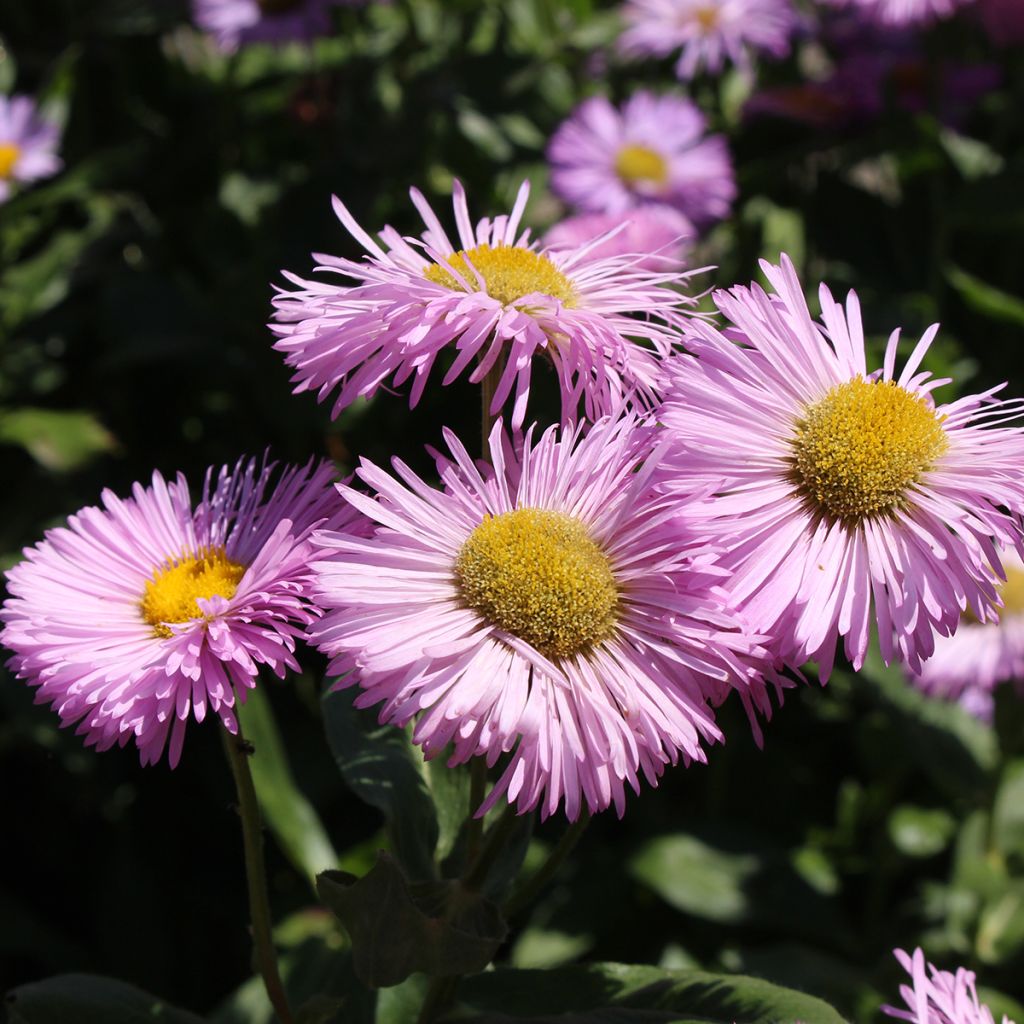 Erigeron speciosus Rosa Jewel - Fijnstraal