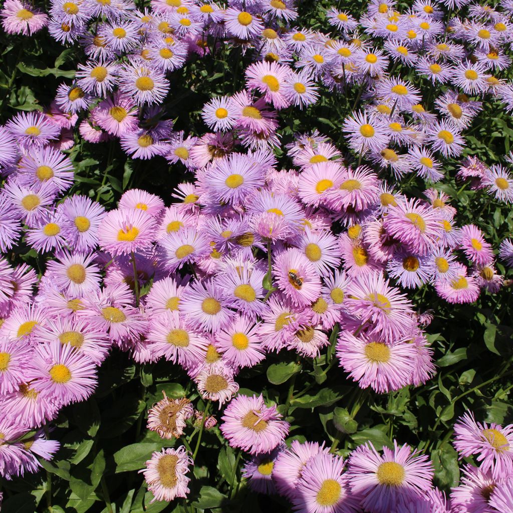 Erigeron speciosus Rosa Jewel - Fijnstraal