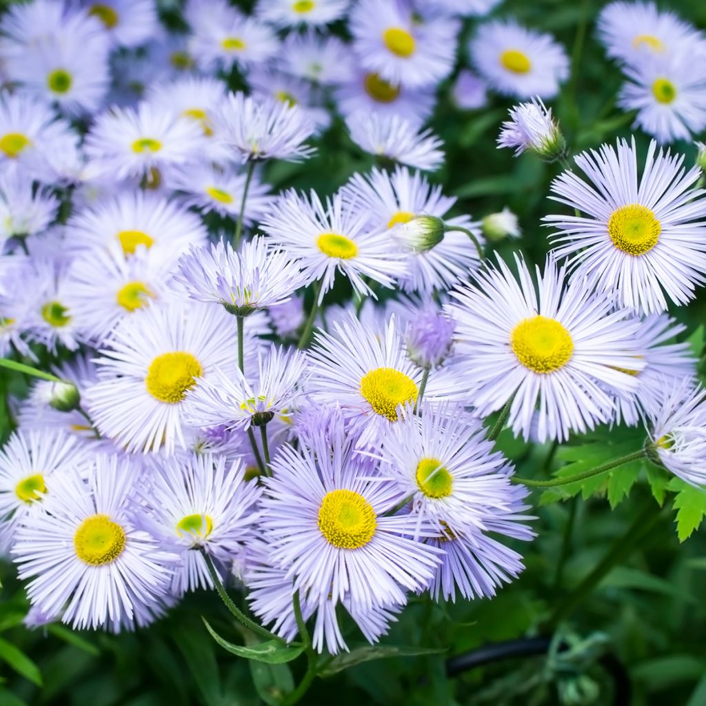 Erigeron speciosus Sommerneuschnee - Fijnstraal
