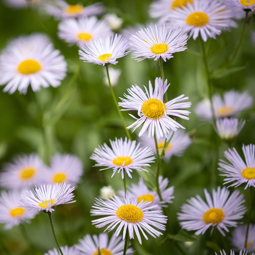 Erigeron speciosus Sommerneuschnee - Fijnstraal