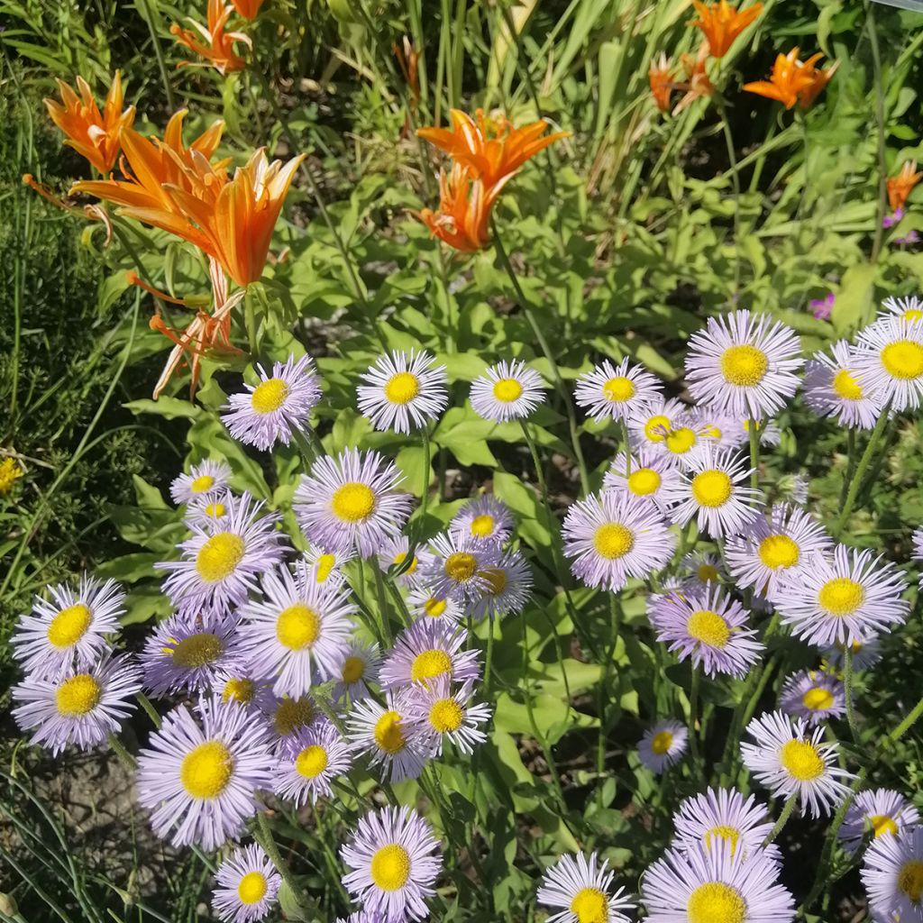 Erigeron speciosus Sommerneuschnee - Fijnstraal
