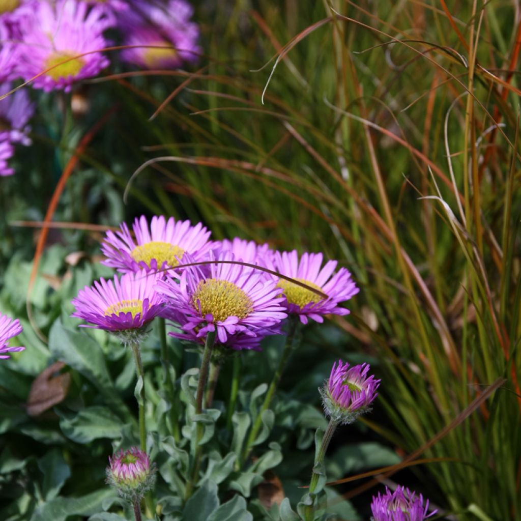Erigeron glaucus Sea Breeze - Fijnstraal