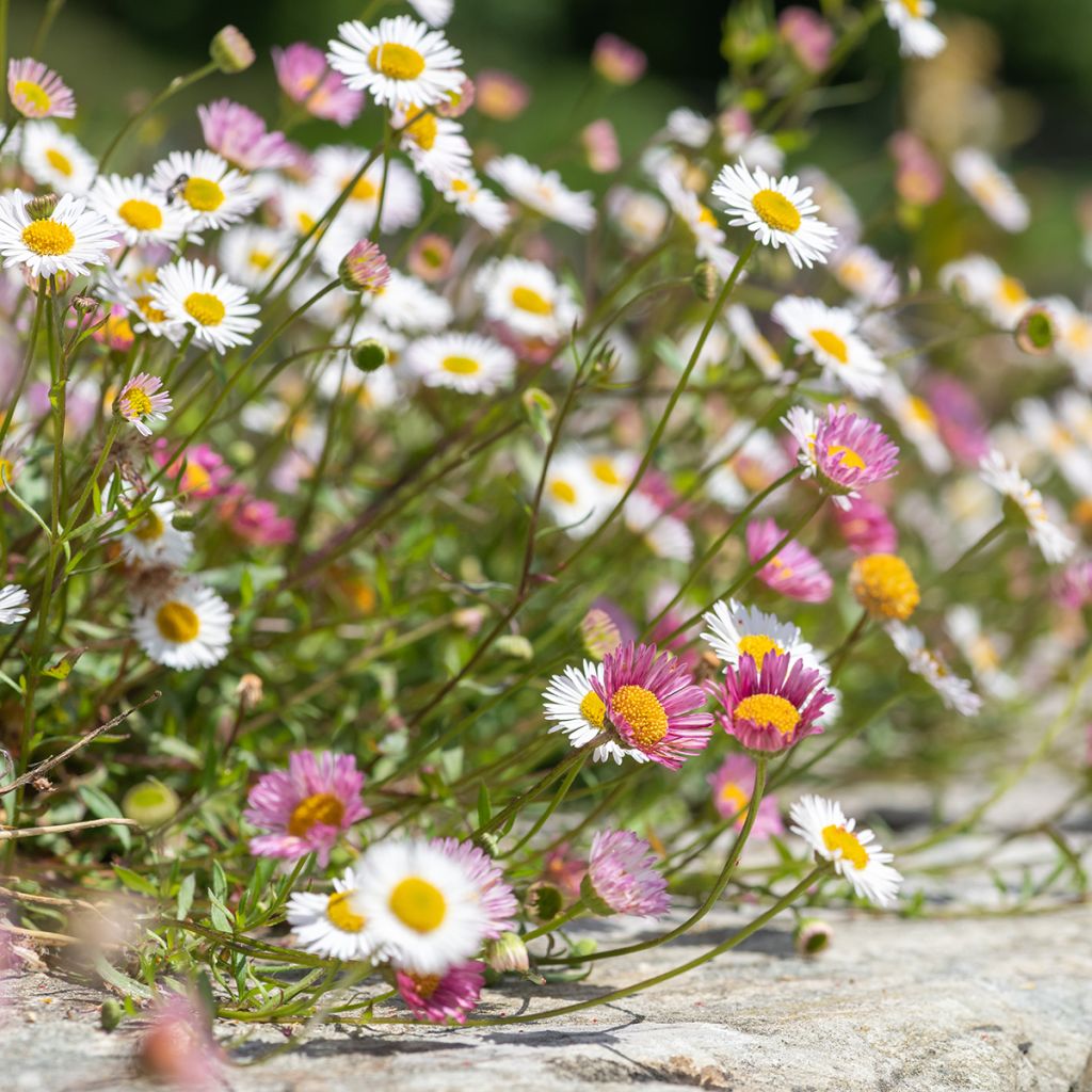 Erigeron karvinskianus - Muurfijnstraal