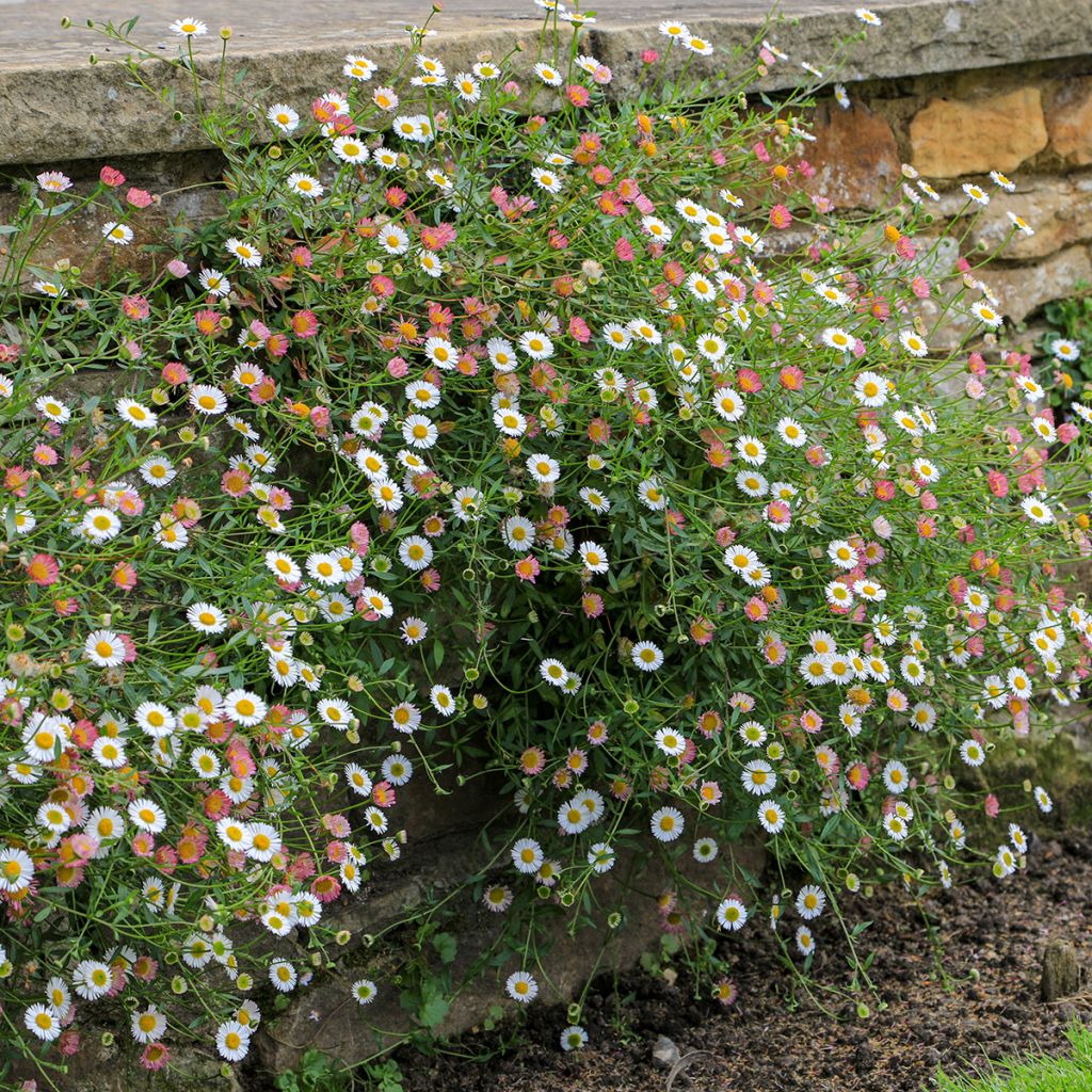 Erigeron karvinskianus - Muurfijnstraal