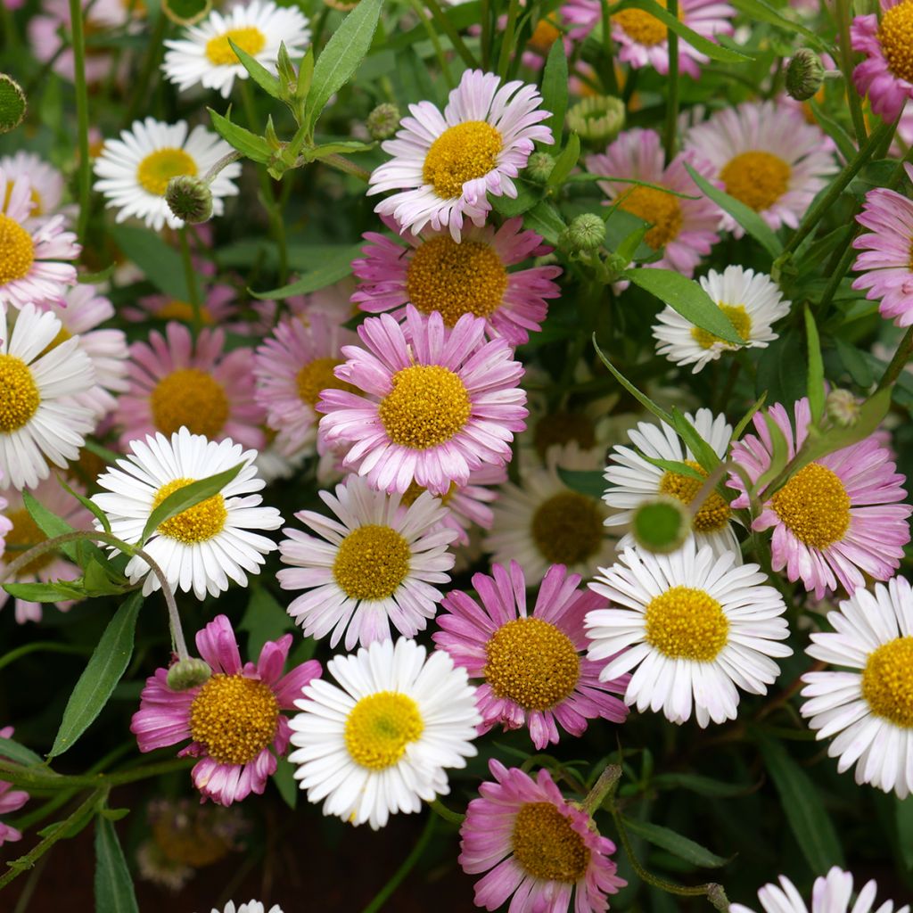 Erigeron karvinskianus - Muurfijnstraal
