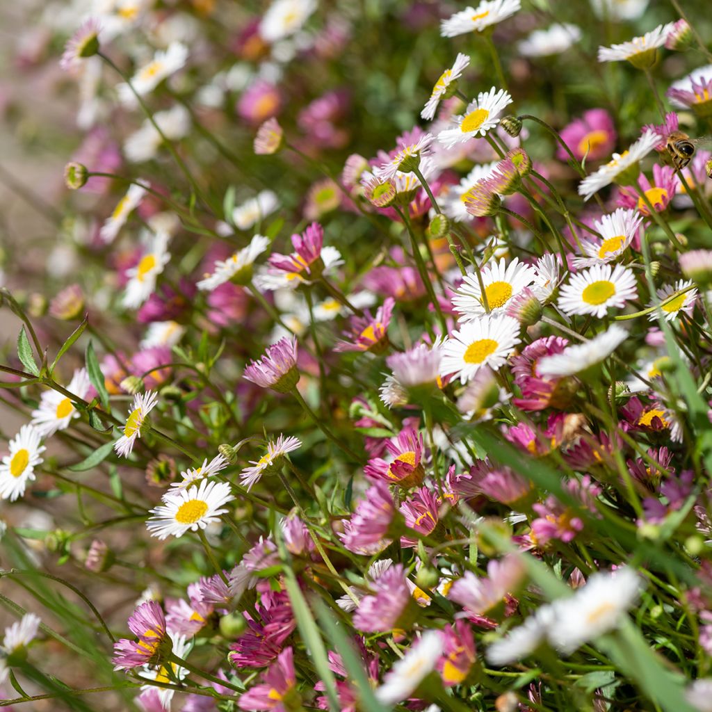 Erigeron karvinskianus - Muurfijnstraal