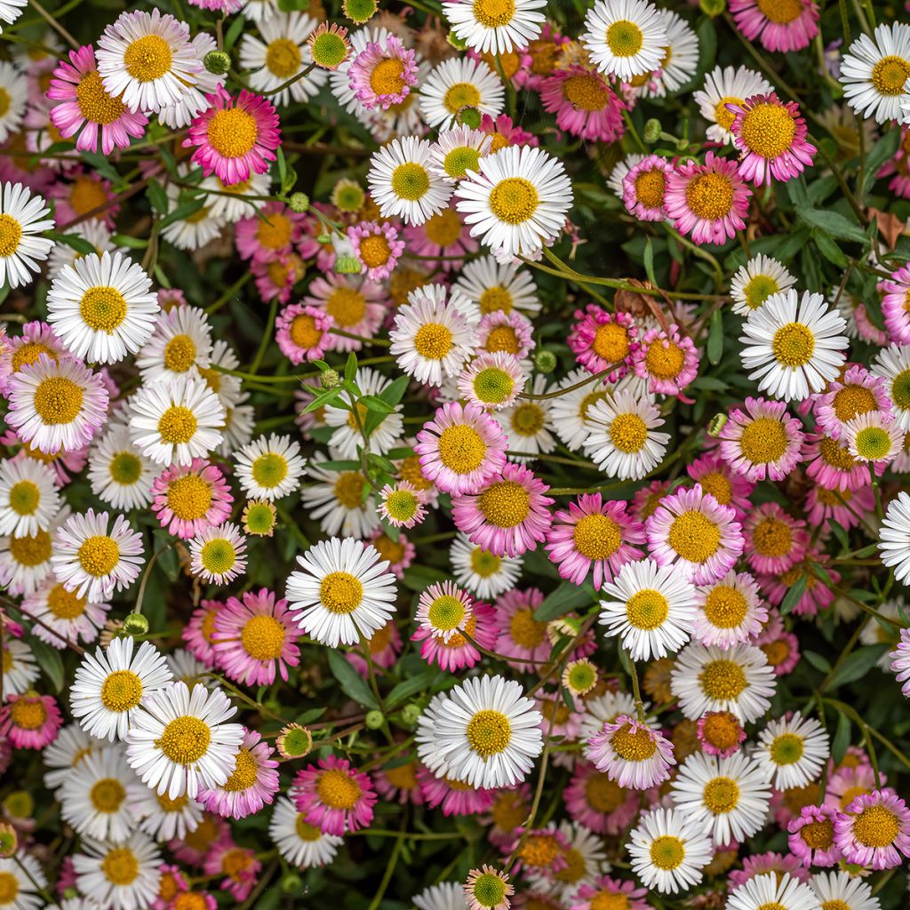 Erigeron karvinskianus - Muurfijnstraal